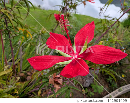 A vibrant red maple flower covered in raindrops A vibrant red maple flower covered in raindrops 142901499