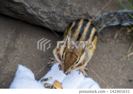 Ezoshimaris Ezoshimaris 142901631