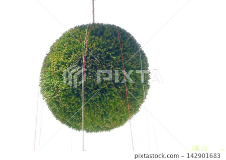 Fresh green cedar ball Fresh green cedar ball 142901683