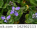 Vitex rotundifolia flowers blooming on the sandy beach 142902113