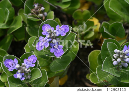 沙灘上盛開著圓葉牡荊花 沙灘上盛開著圓葉牡荊花 142902113