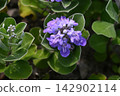 Vitex rotundifolia flowers blooming on the sandy beach 142902114