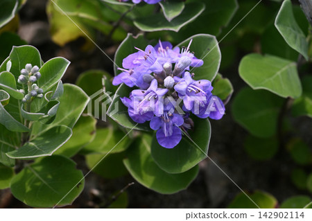 沙灘上盛開著圓葉牡荊花 沙灘上盛開著圓葉牡荊花 142902114