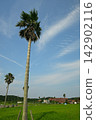 Palm trees and cirrus clouds in a blue sky 142902116