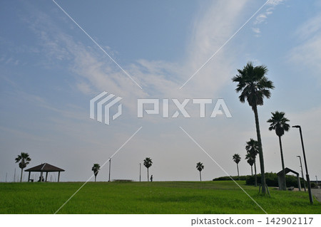 發光在藍天的棕櫚樹 發光在藍天的棕櫚樹 142902117