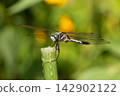A common skimmer dragonfly perches with its wings spread. 142902122