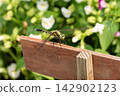 A damselfly resting its wings in a flowerbed. 142902123