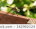 The straw-colored damselfly is striking with its large compound eyes. 142902124
