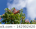 Red berries of the Japanese spindle tree against a blue sky. 142902420