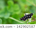 White-spotted moth perched on a white clover flower 142902587