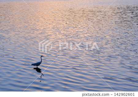 Image of a heron at Hirosawa Pond at dusk Image of a heron at Hirosawa Pond at dusk 142902601