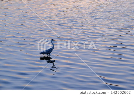 Image of a heron at Hirosawa Pond at dusk 142902602