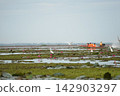 A flock of waterbirds on the surface of lake to find food with motion blurred of tourist boat in background 142903297