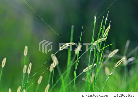 Catnip swaying in the wind Catnip swaying in the wind 142903633