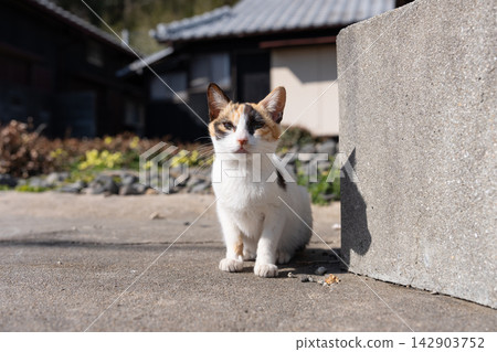 A cute stray cat sitting in an alley A cute stray cat sitting in an alley 142903752