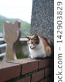 A cat standing on a street corner in Shifen, Taiwan 142903829