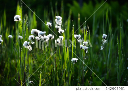 Cotton grass glistening with morning dew and the green of the wetland. Cotton grass glistening with morning dew and the green of the wetland. 142903961