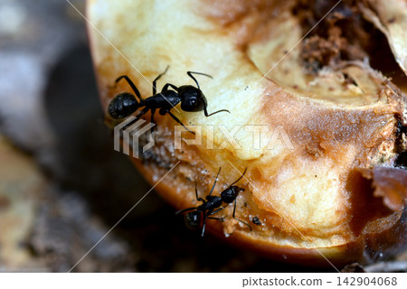 Ants are eating an apple. Ants are eating an apple. 142904068