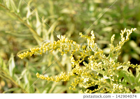 A flowering branch of a goldenrod plant. A flowering branch of a goldenrod plant. 142904074