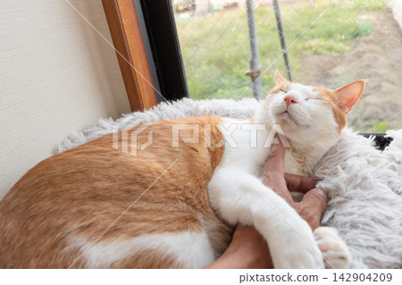 Stroking a cat, brown tabby white Stroking a cat, brown tabby white 142904209