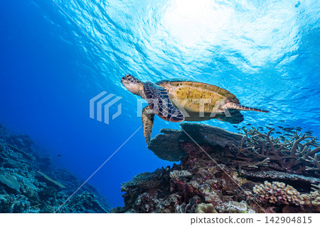 Sea turtle swimming elegantly 142904815