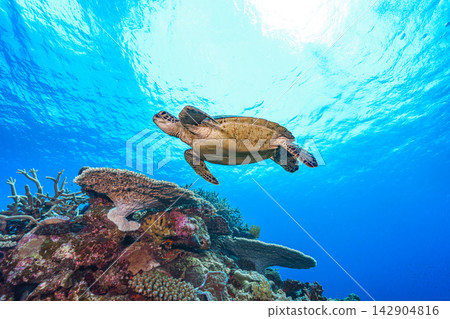 Sea turtle swimming elegantly Sea turtle swimming elegantly 142904816