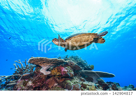 Sea turtle swimming elegantly 142904817