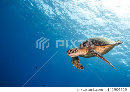 海龜優雅地游泳 海龜優雅地游泳 142904819