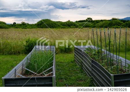 Metal raised garden beds with young vegetables in a sustainable backyard garden under cloudy sky Metal raised garden beds with young vegetables in a sustainable backyard garden under cloudy sky 142905026