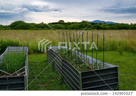 Raised vegetable garden beds in a rural backyard with tomato stakes and distant hills near modular home Raised vegetable garden beds in a rural backyard with tomato stakes and distant hills near modular home 142905027