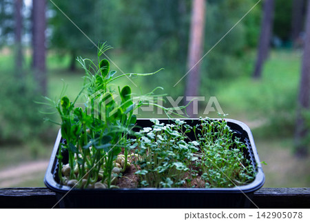 Freshly grown microgreens in a tray with a blurred forest background Freshly grown microgreens in a tray with a blurred forest background 142905078