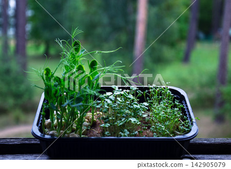 Freshly grown microgreens in a black container on a wooden surface outdoors Freshly grown microgreens in a black container on a wooden surface outdoors 142905079