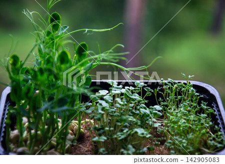 Freshly grown microgreens in a black tray ready for harvesting and consumption Freshly grown microgreens in a black tray ready for harvesting and consumption 142905083