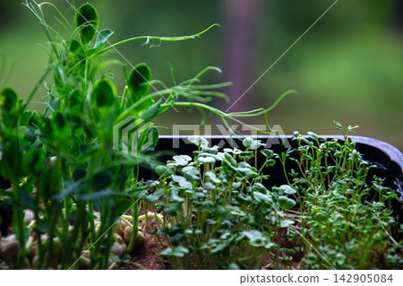 Vibrant microgreens growing in a tray with delicate tendrils reaching upwards Vibrant microgreens growing in a tray with delicate tendrils reaching upwards 142905084