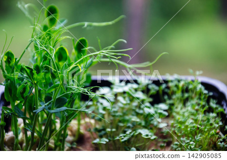 Vibrant young pea shoots and microgreens growing in a tray outdoors Vibrant young pea shoots and microgreens growing in a tray outdoors 142905085