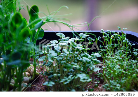 Close-up view of vibrant green microgreens growing in a tray with shallow depth of field Close-up view of vibrant green microgreens growing in a tray with shallow depth of field 142905089