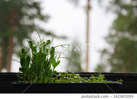 Young green pea shoots growing in a tray on a windowsill with blurred background Young green pea shoots growing in a tray on a windowsill with blurred background 142905095