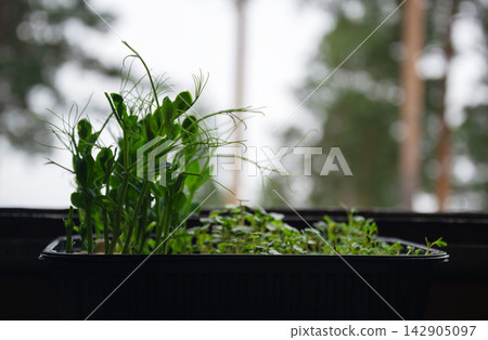 Young green pea shoots growing in a black planter on a windowsill Young green pea shoots growing in a black planter on a windowsill 142905097
