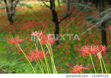 A walking path lined with clusters of spider lilies at Iwai Waterfront Park A walking path lined with clusters of spider lilies at Iwai Waterfront Park 142905129