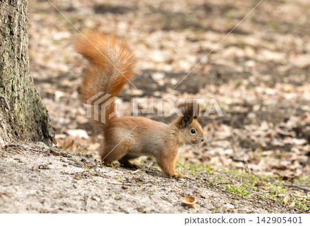 squirrel squirrel 142905401