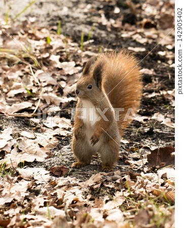 squirrel squirrel 142905402