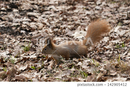 squirrel squirrel 142905412