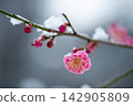 紅色李子開花的春天花 142905809