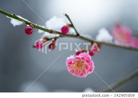 紅色李子開花的春天花 紅色李子開花的春天花 142905809