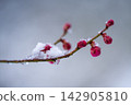 梅花被雪覆蓋 142905810