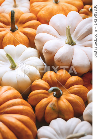 Creative background from small white decorative pumpkins Creative background from small white decorative pumpkins 142905830