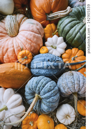 Different types and colors of pumpkins close up Different types and colors of pumpkins close up 142905839