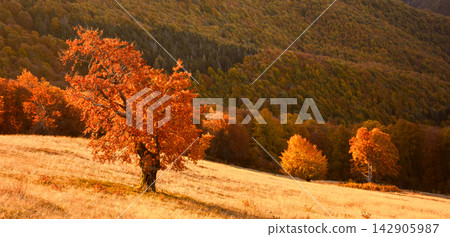Solitary orange autumn tree standing in a sunlit mountain meadow Solitary orange autumn tree standing in a sunlit mountain meadow 142905987