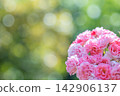 美麗的粉紅玫瑰 142906137