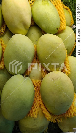 Close-up of fresh green and yellow mangoes with yellow protective foam mesh sleeves Close-up of fresh green and yellow mangoes with yellow protective foam mesh sleeves 142906146
